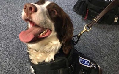 TWO VICTIM RECOVERY DOGS SUPPLIED TO U.K. POLICE FORCE