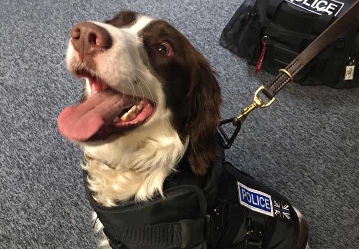 TWO VICTIM RECOVERY DOGS SUPPLIED TO U.K. POLICE FORCE